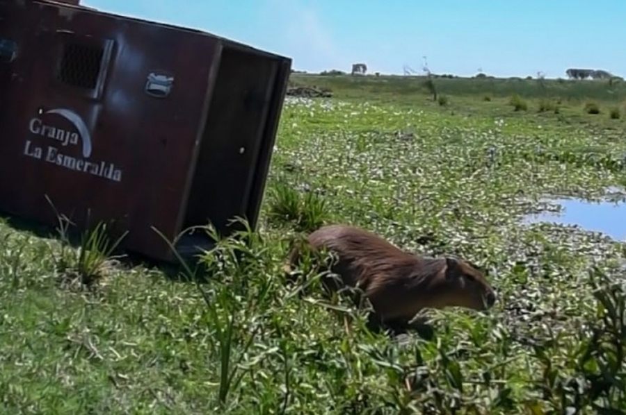Cómo es el trabajo de los especialistas de Provincia en La Esmeralda para salvar animales silvestres