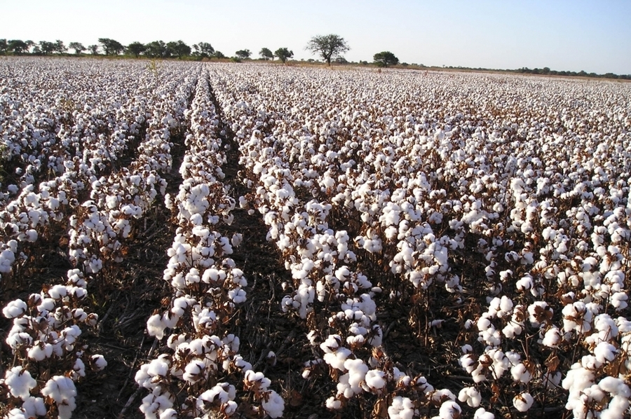 La provincia abrió la inscripción al Registro Nacional de Productores Algodoneros