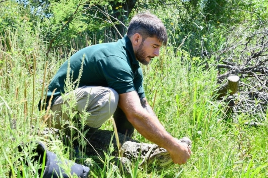 Ambiente: se concretó en Santa Fe la reinserción de Ricardito, el yacaré que pasó más de 10 años en el Instituto Malbrán