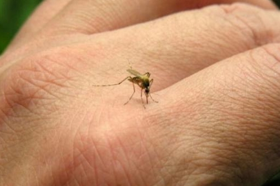 Una joven rafaelina murió por un cuadro de dengue