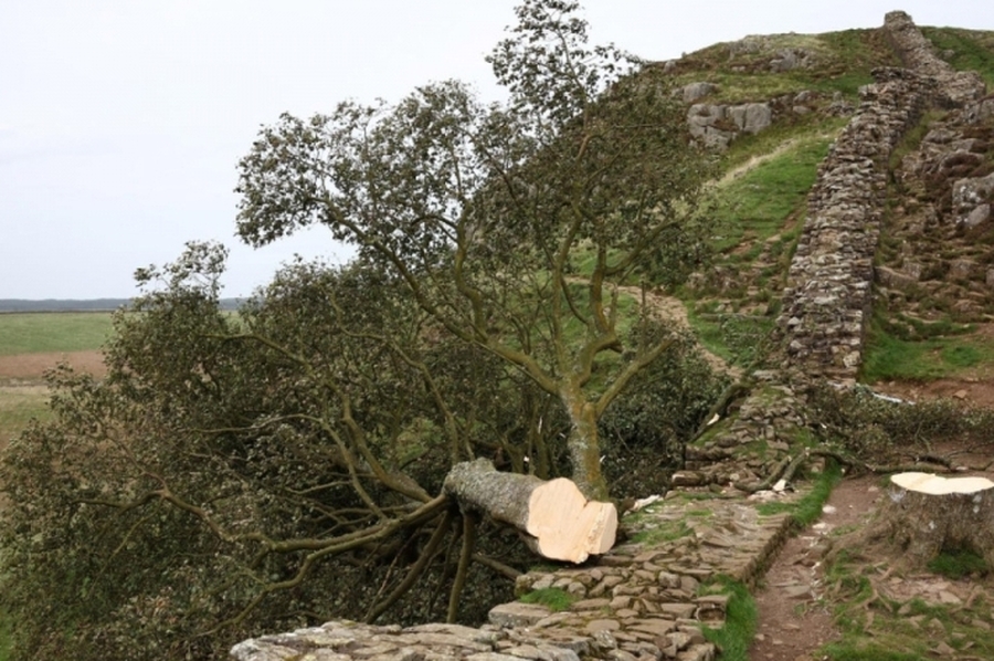 Talaron el histórico árbol de Robin Hood, uno de los más icónicos de Inglaterra