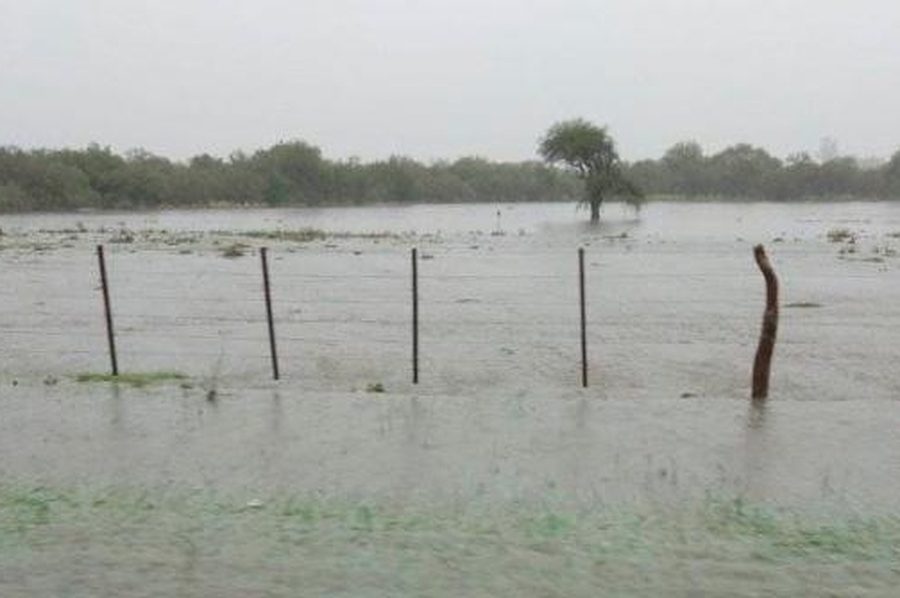 Informe indica que las lluvias intensas ponen en riesgo la cosecha de trigo