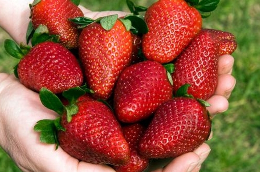 Investigación disruptiva: comezarán a producir una variedad de frutilla autóctona en Coronda