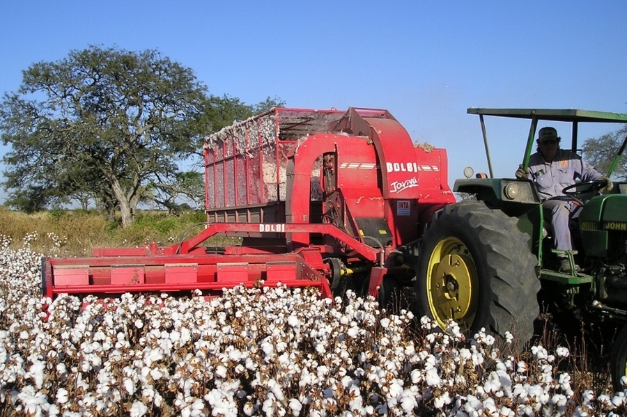 Se encuentra disponible una línea de créditos sin interés para productores algodoneros