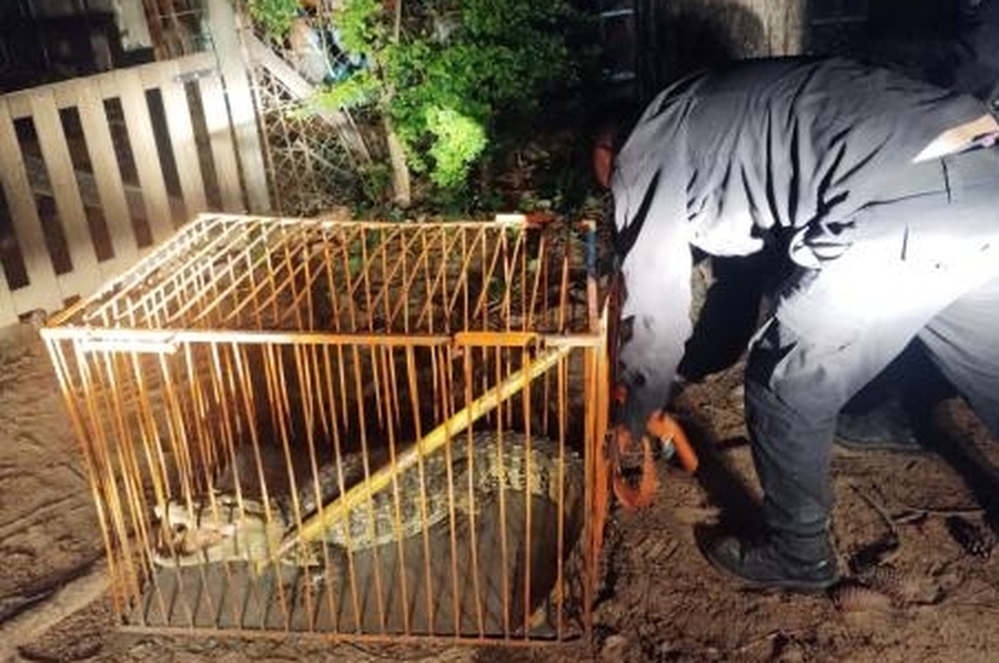 Susto en Arroyo Leyes por la presencia de un yacaré de gran tamaño