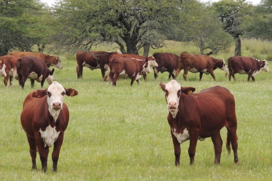 El INTA recomienda anticipar el manejo del ganado ante posibles lluvias abundantes