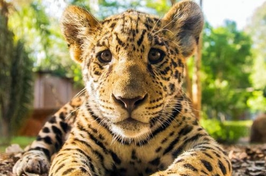 Detectaron cuatro nuevos cachorros de yaguareté en los Esteros del Iberá