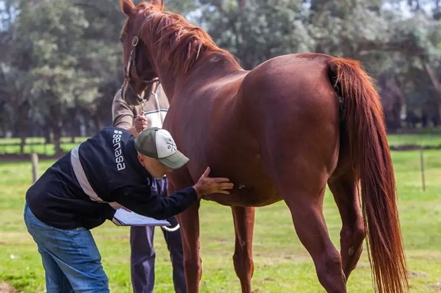 Encefalitis equina: situación epidemiológica y un sistema integrado de alerta para la provincia de Santa Fe