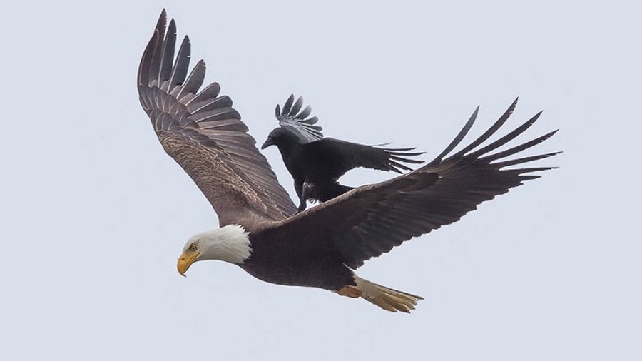 El cuervo y el águila...