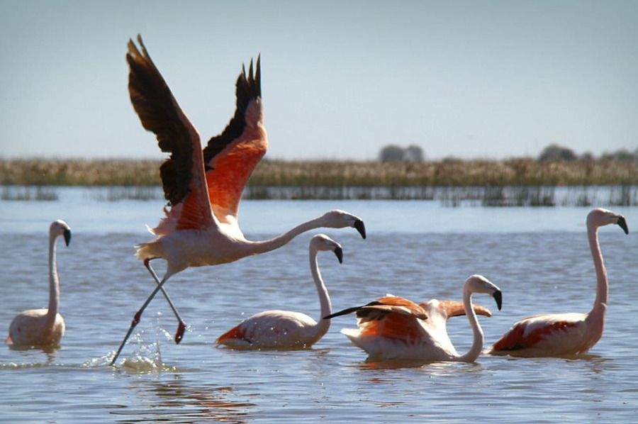 Apertura: Volvieron los flamencos al chaquito.