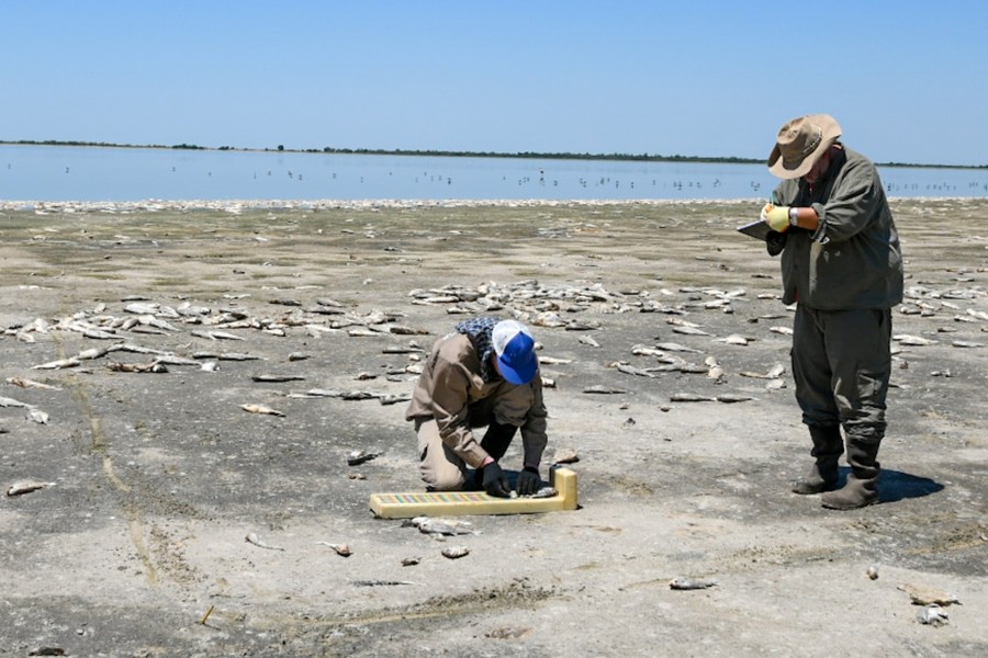 El Ministerio de Ambiente y Cambio Climático analizó la mortandad de peces en la Laguna del Plata en Vera y Pintado