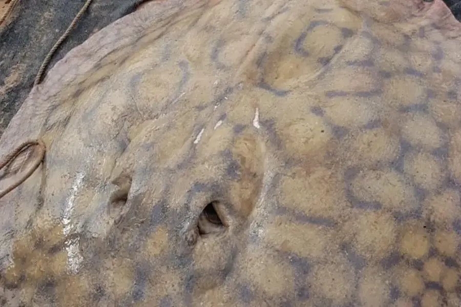 Una raya gigante recorrió 170 kilómetros en el Paraná y marcó un récord para especies de agua dulce