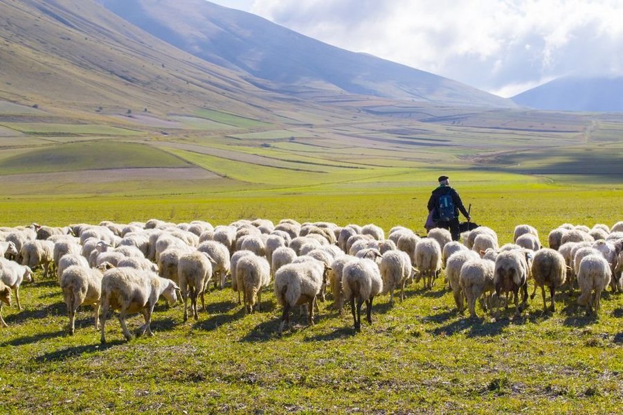 ¿Cerraste las ovejas o andás corriendo liebres?