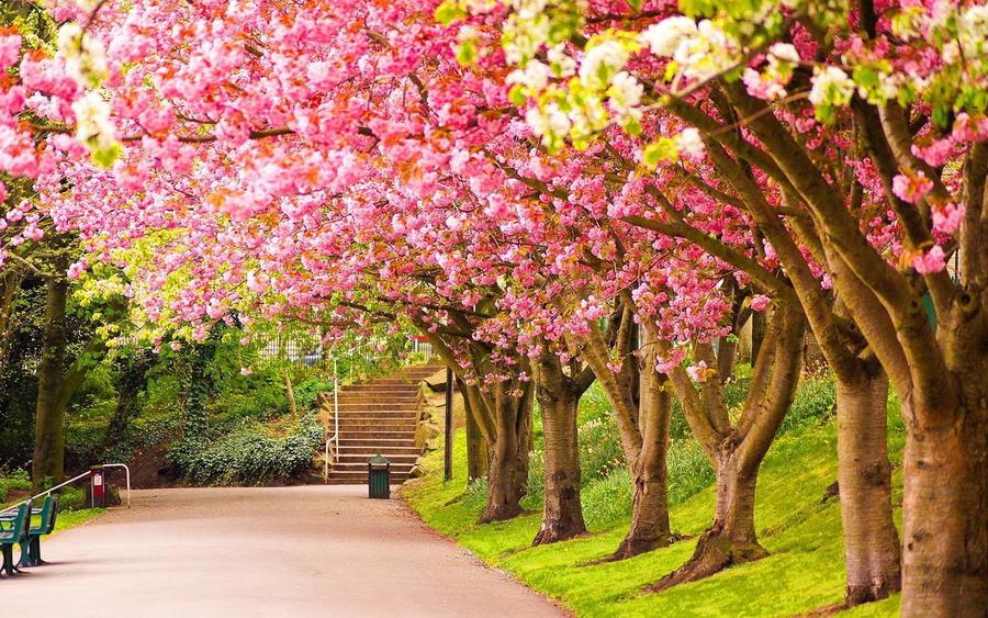 Si sabrá la primavera...