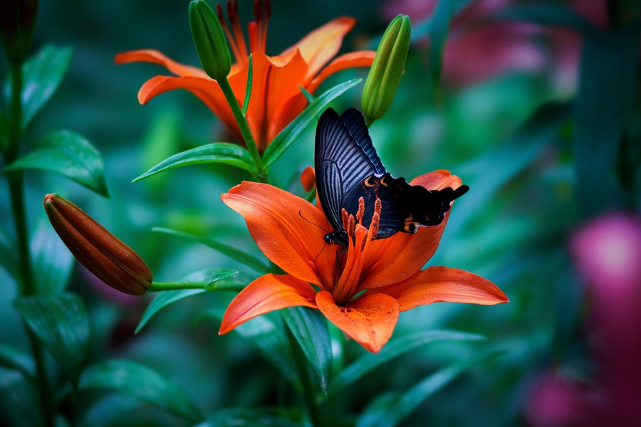 La mariposa y la flor...