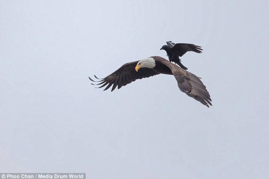 ¿Sos el cuervo o el águila?...