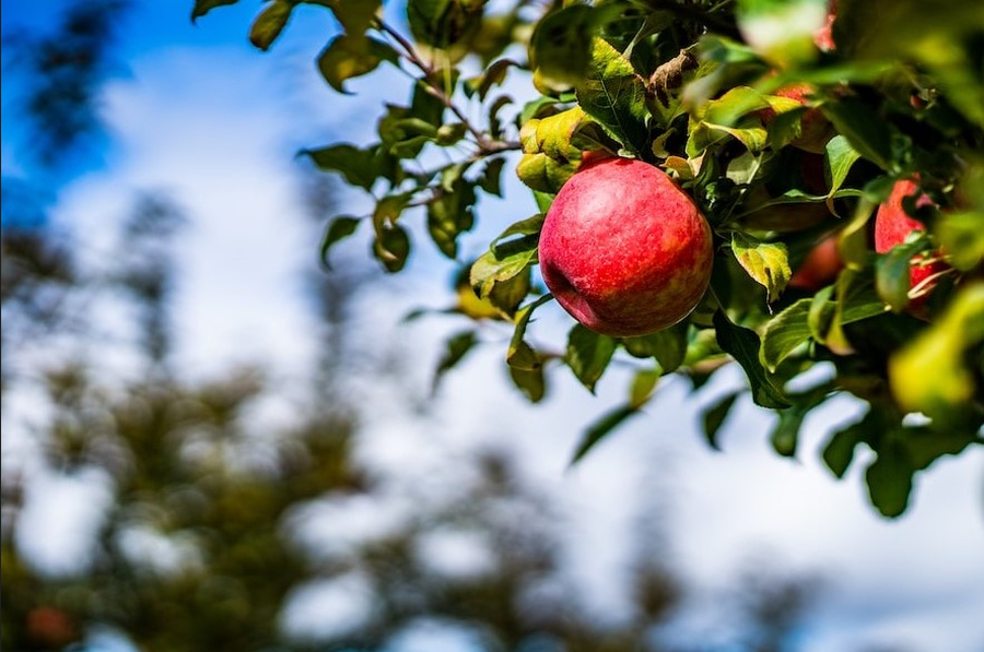 Y vos, ¿comés la fruta arrancada del árbol?...