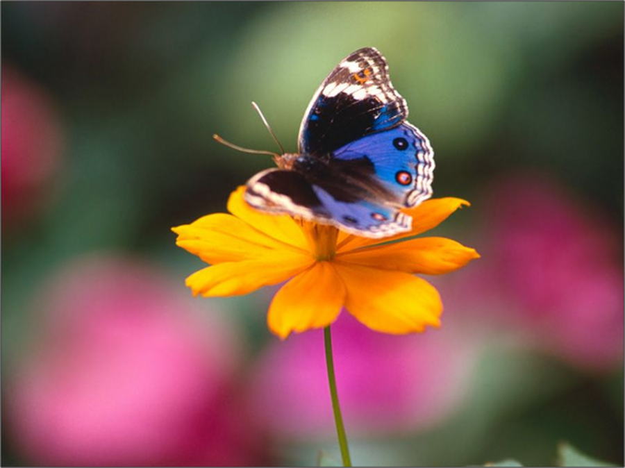 Apertura: Le pedí a Dios una flor y una mariposa...