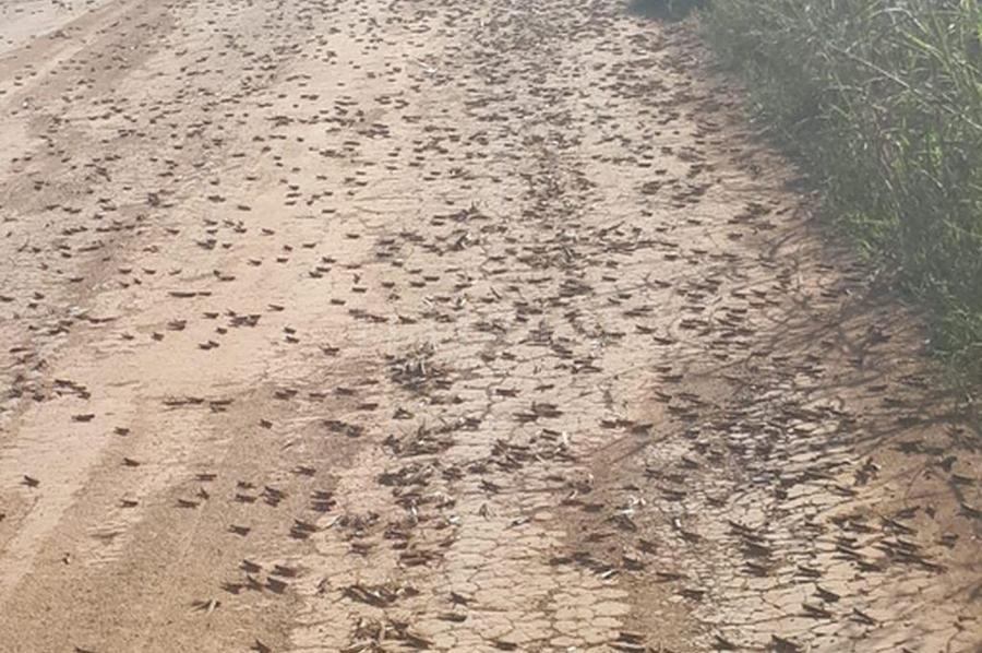 La Manga de Langostas entra a Santa Fe por Villa Guillermina y Los Amores