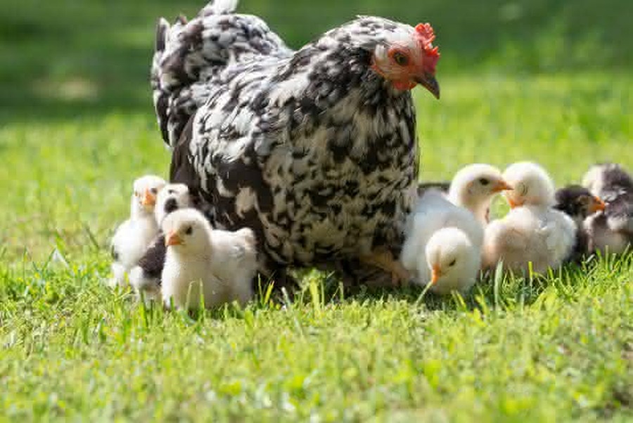 Apertura: La gallina impaciente.