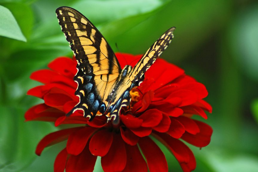 La lección de la mariposa...