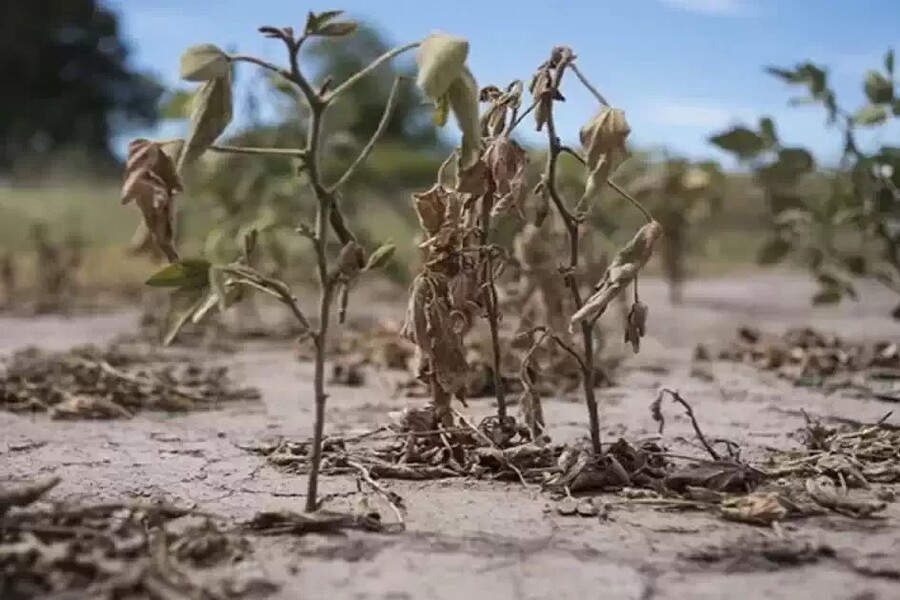Provincia extiende plazos para tramitar emergencia agropecuaria