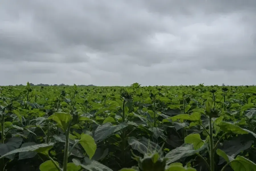 La UAA advierte por lluvias, heladas y un fuerte impacto de El Niño en la próxima campaña