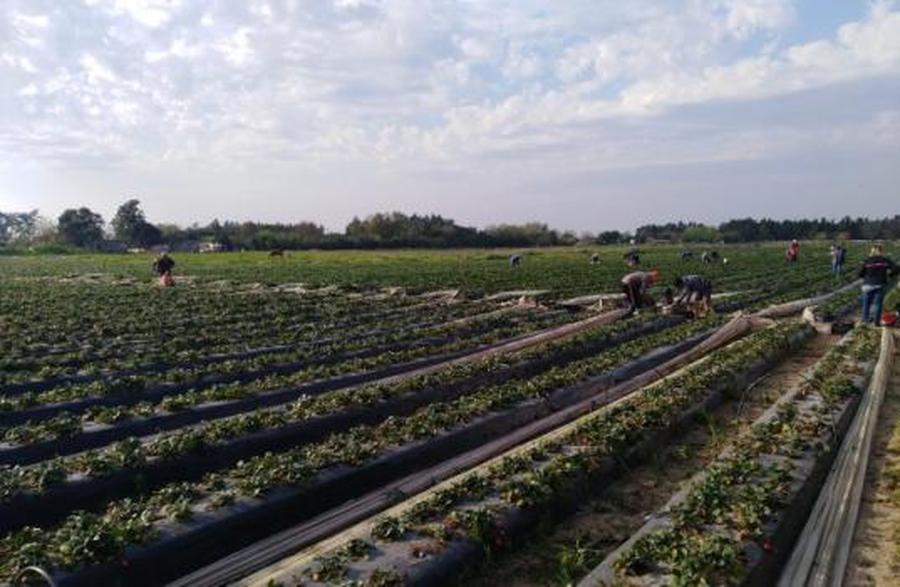 La bajante del río afectará la producción de frutilla en Coronda